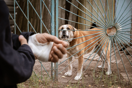 bandaged hand in front of a dog behind a gate