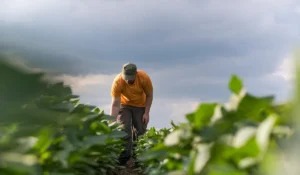 Farmer in orange shirt tending a field.